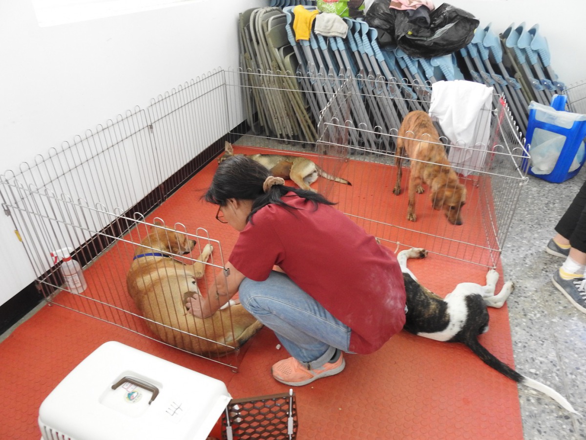 台灣之心下鄉絕育團隊,11月至台東縣展開犬貓絕育行動。 台東縣政府/提供