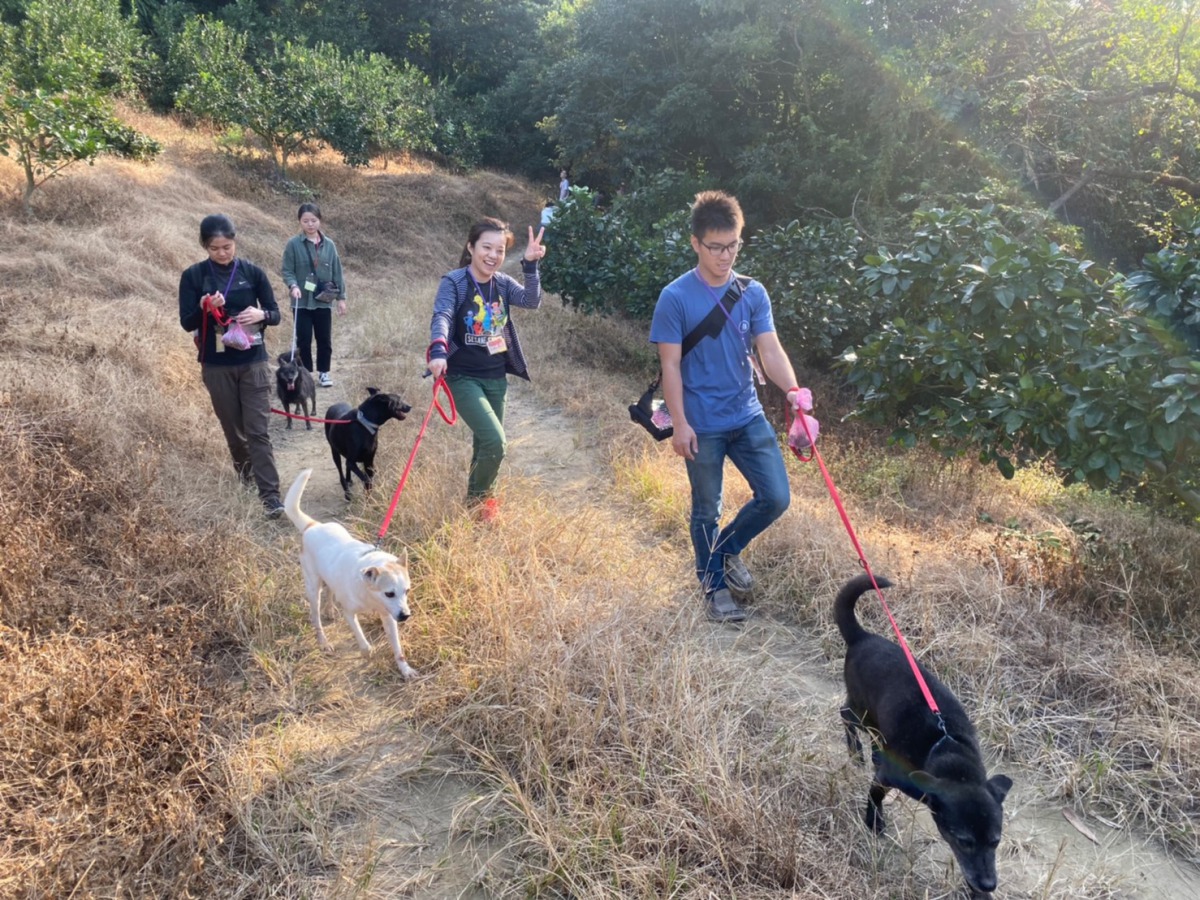 參加志工體驗營的民眾與中華民國保護動物協會八里保育場的犬隻一起享受下午的遛狗時光。 姚崇仁/攝