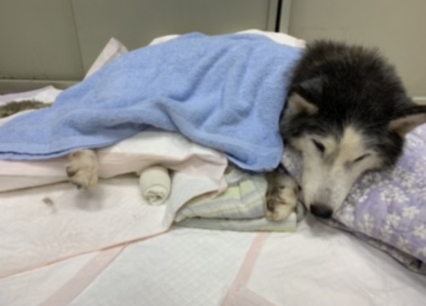 10多歲高齡哈士奇「狼妹」被現任飼主收編後得到了無微不至的照顧。 新北市動保處/提供