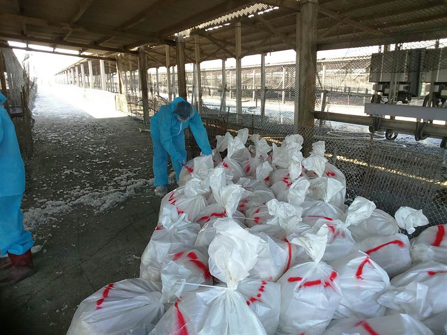 彰化縣芳苑鄉一處北京鴨場被檢出H5N2禽流感,防疫人員隨即進行撲殺作業。 彰化縣動物防疫所/提供