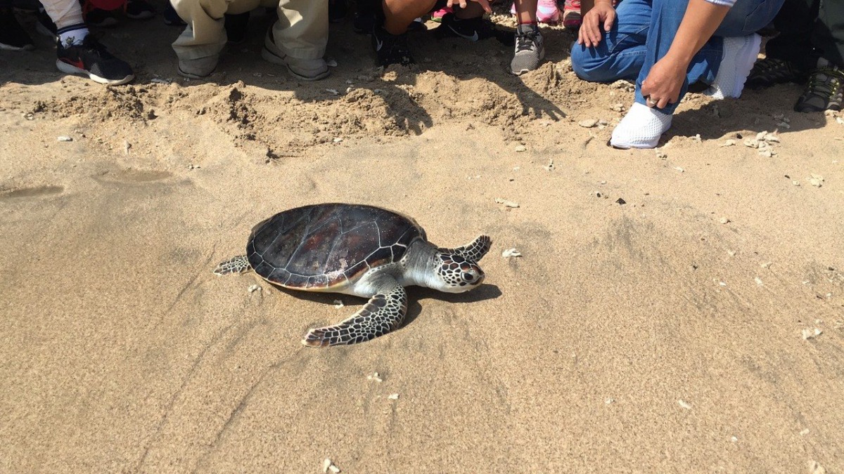 澎湖縣農漁局在「海龜的故鄉」望安沙灘上野放2隻在救傷中心長大的海龜。 澎湖縣政府/提供
