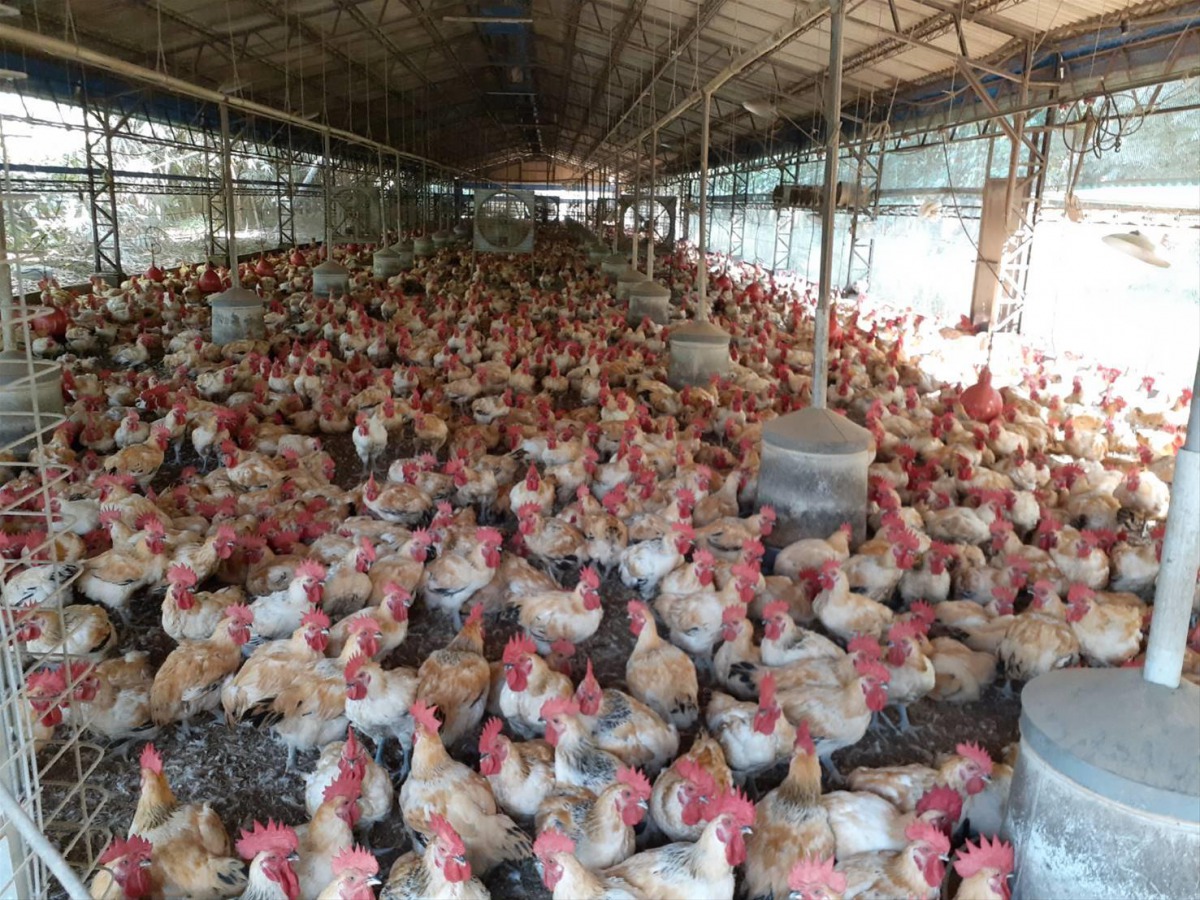 進入到秋冬後民眾進補禽肉需求量會變大,因此動保處進行源頭把關。 高雄市動保處/提供