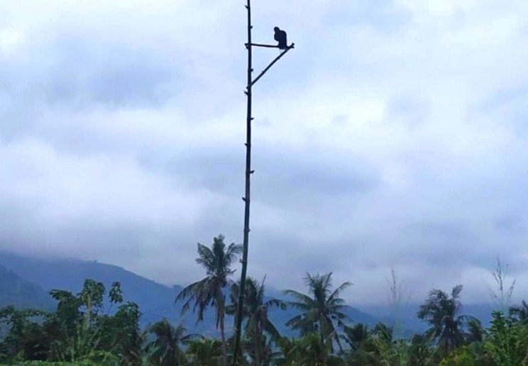 台東林管處在遭老鼠啃食的保安林地設置老鷹棲架防鼠害。 台東林管處/提供