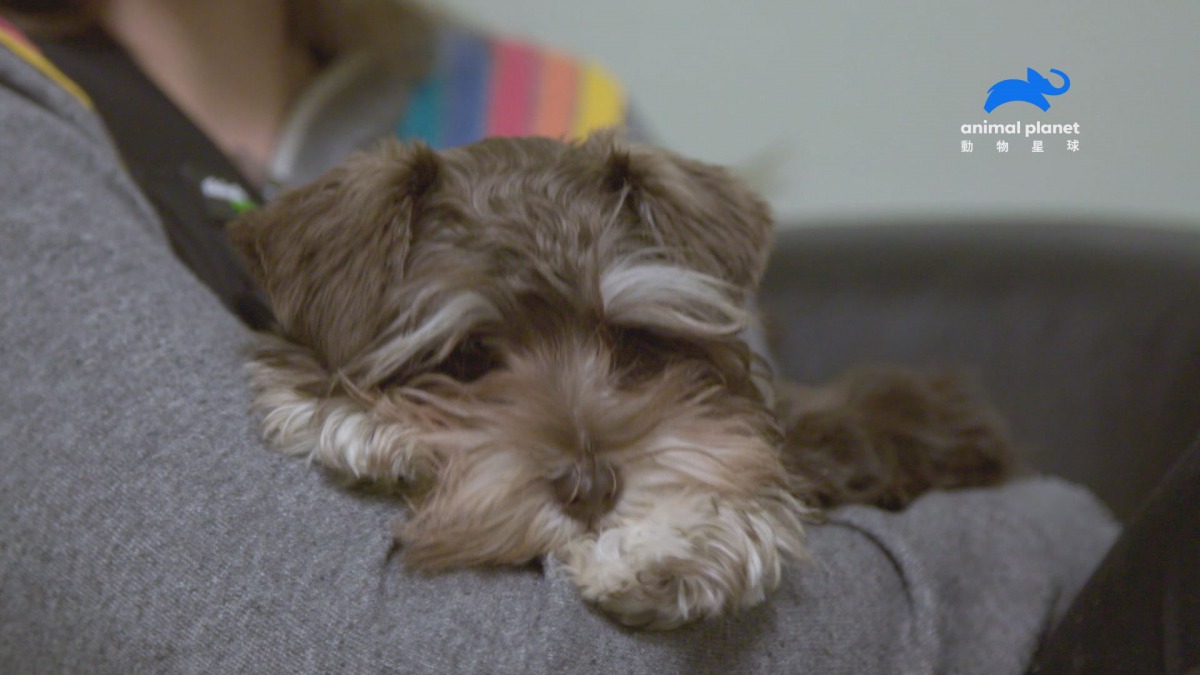 「動物救星」亞曼達不惜花費25萬,也要搶救一隻罹致命肝病的4個月大雪納瑞。 動物星球/提供