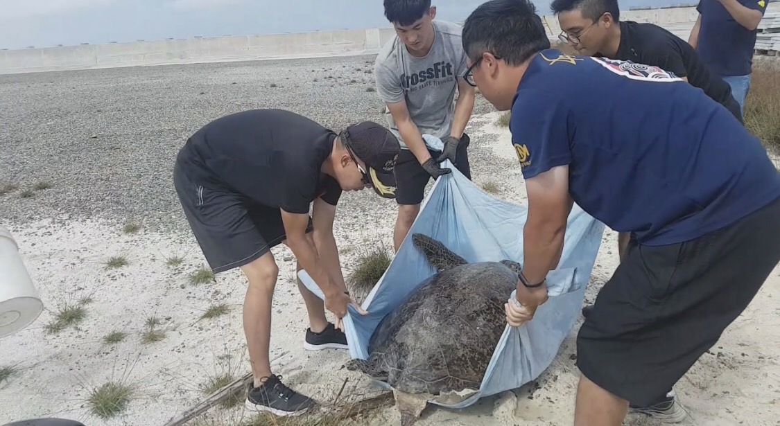 南沙太平島上有一隻受困的綠蠵龜,海巡人員們合力將牠送回大海。 海巡南沙指揮部/提供