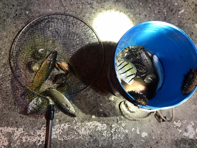 日前一名男子在富山漁業資源保育區違規採捕水產動物,遭海巡人員查獲,被依違法《漁業法》送辦。 第十三岸巡隊/提供