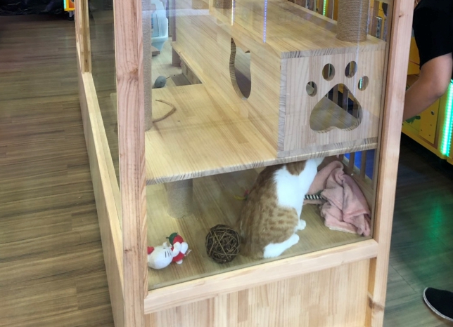 台中一處夾娃娃機店內擺放一個透明櫥窗養貓咪,遭民眾懷疑有虐待嫌疑。 台中市動保處/提供