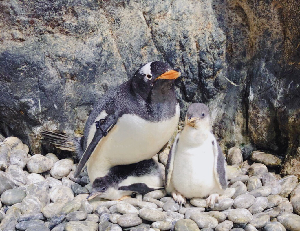 企鵝媽媽與剛出生的小寶寶。 海生館/提供