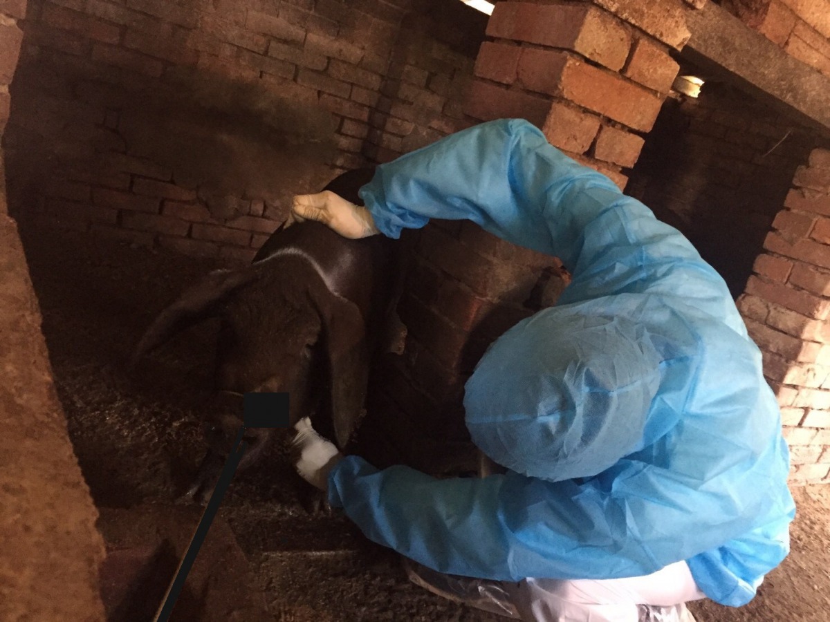 動保處防疫人員巡迴畜牧場進行豬隻抽血採樣工作。 新北市動保處/提供