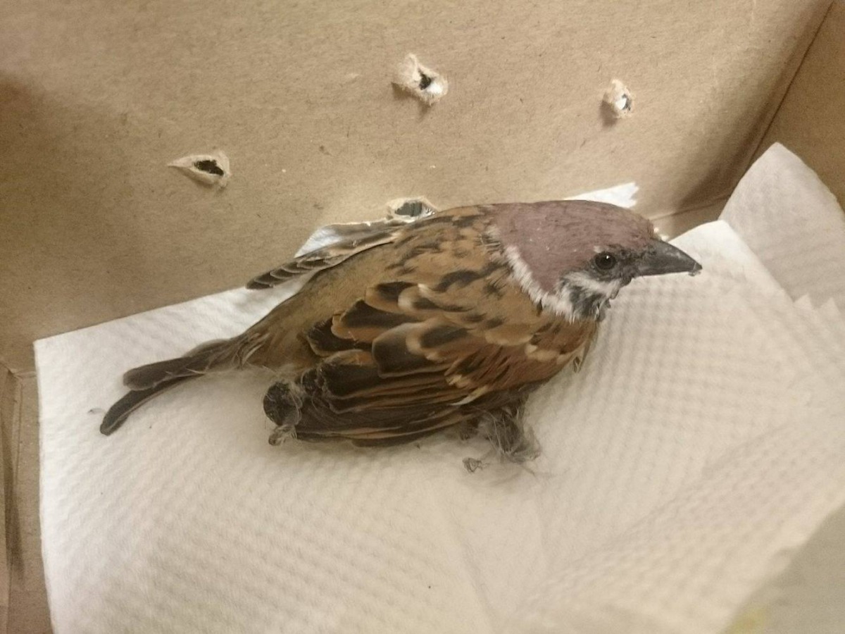 雙腳受傷的麻雀 ，模樣楚楚可憐。 桃園市野鳥學會/提供