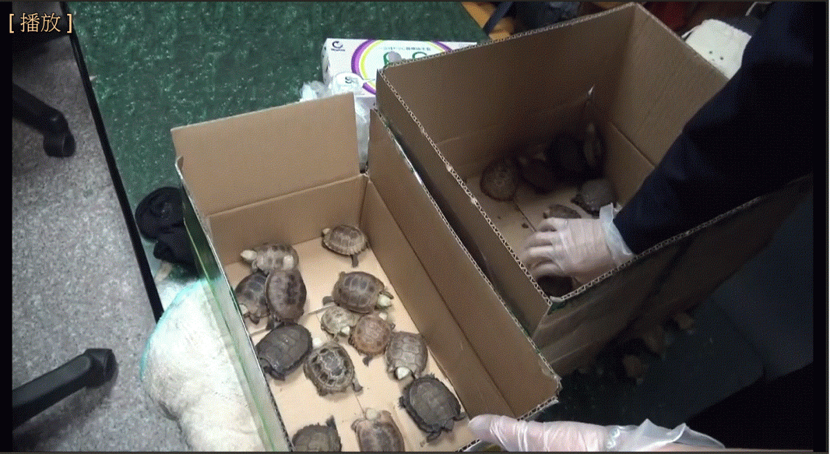 金門查緝隊在3名女子身上搜出多達272隻活體烏龜。 關務署高雄關/提供