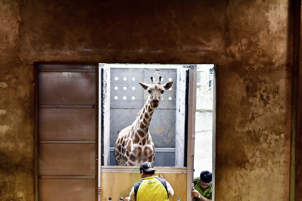 2017年自從台北市立動物園運送至六福村時的「宵璋」。 資料照片 台北市立動物園/提供