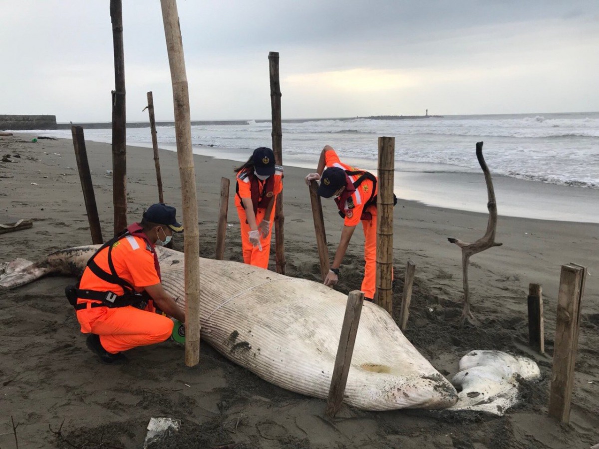 海巡人員丈量死亡鬚鯨的遺體,是近年來苗栗所發現的體型最大鯨豚。第三岸巡隊/提供
