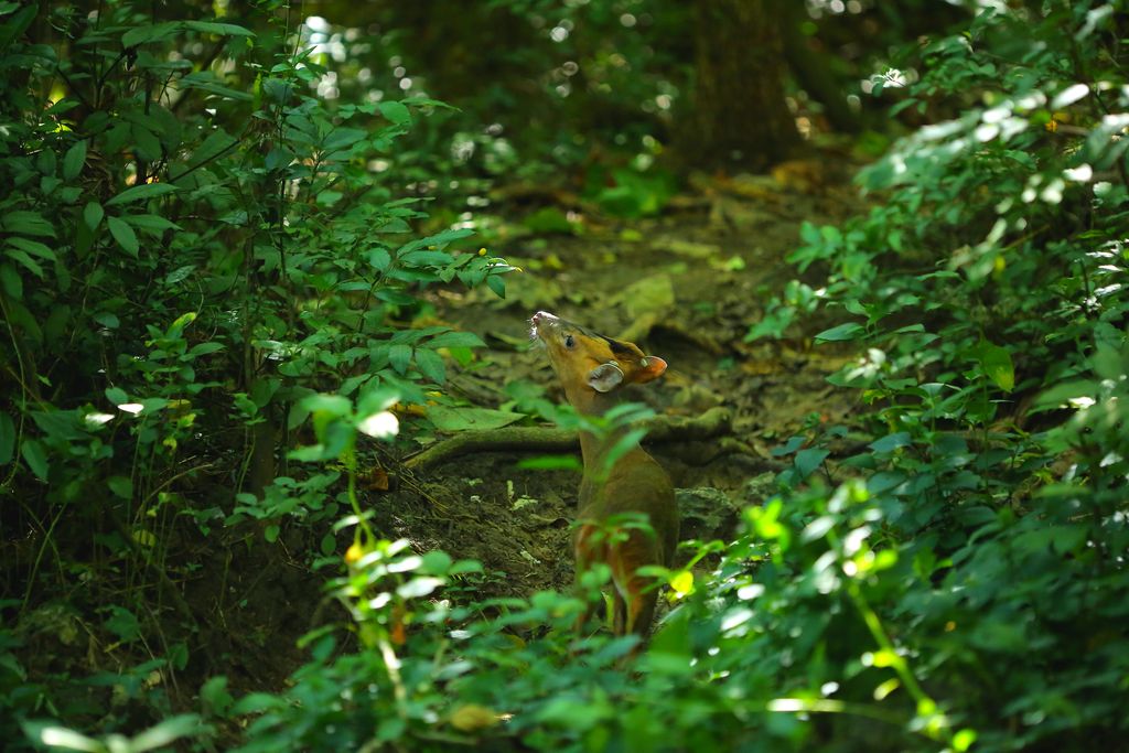 臺灣眾多國家公園及自然公園內有許多野生保育動物。 資料照片(壽山國家自然公園籌備處/提供)