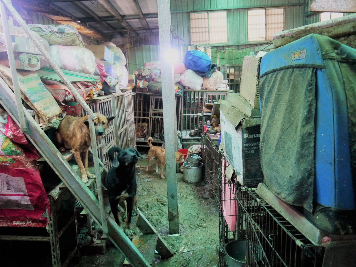 狗場內環境髒亂，地上遍布排泄物。資料照片 台灣防止虐待動物協會/提供