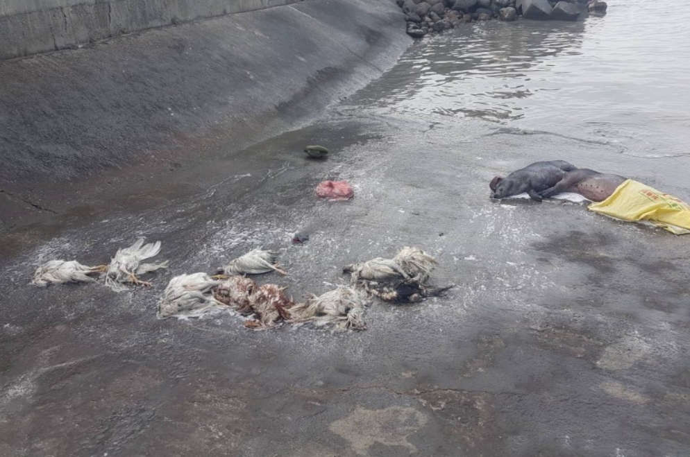 隔天在彰化大城南段海堤消波塊又出現2隻豬與21隻雞、鵝屍體。海巡第三岸巡隊/提供