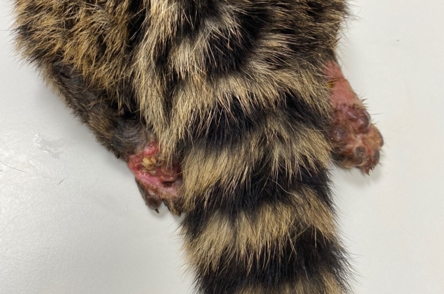 麝香貓的後腳有明顯傷口。 新北市動保處/提供