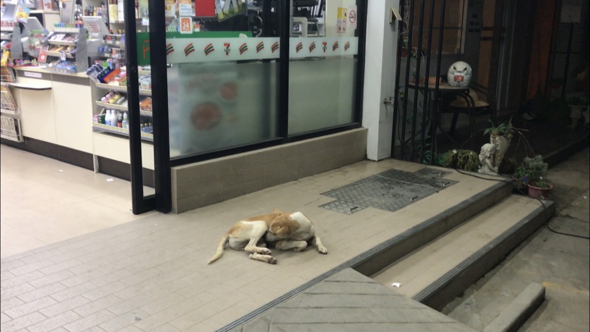 位於東南亞的泰國，流浪犬數量相當多，便利商店外隨處可見流浪犬的身影。 姚崇仁/攝
