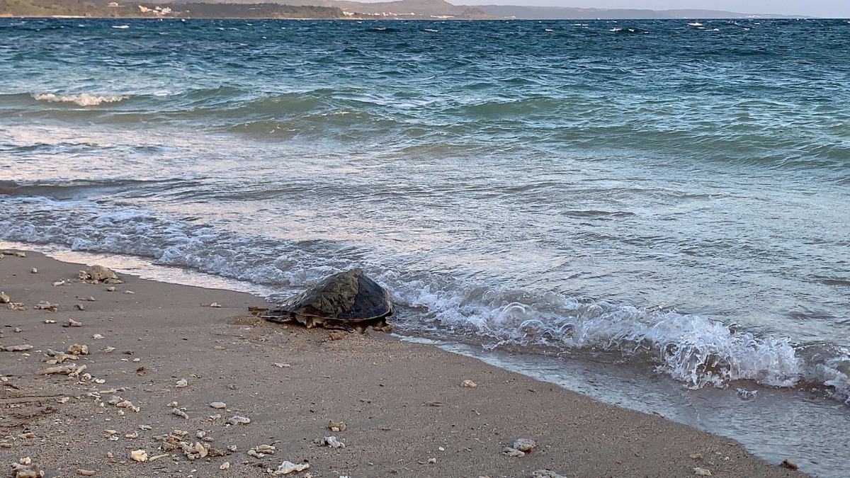 野放活動選在後壁湖管制海灘，讓海龜平安回到大海。 高雄市海洋局/提供