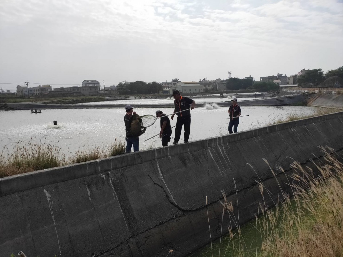 嘉義縣動保管制人員到遊蕩犬隻經常出沒的魚塭進行捕捉。 嘉義縣政府/提供