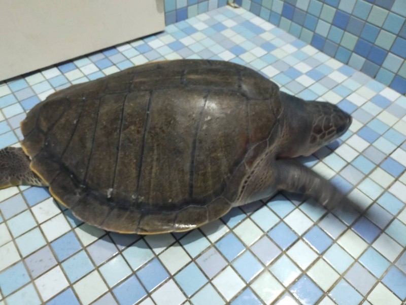 從漁網中脫困的欖蠵龜生命力及活動力都相當良好。第四岸巡隊/提供