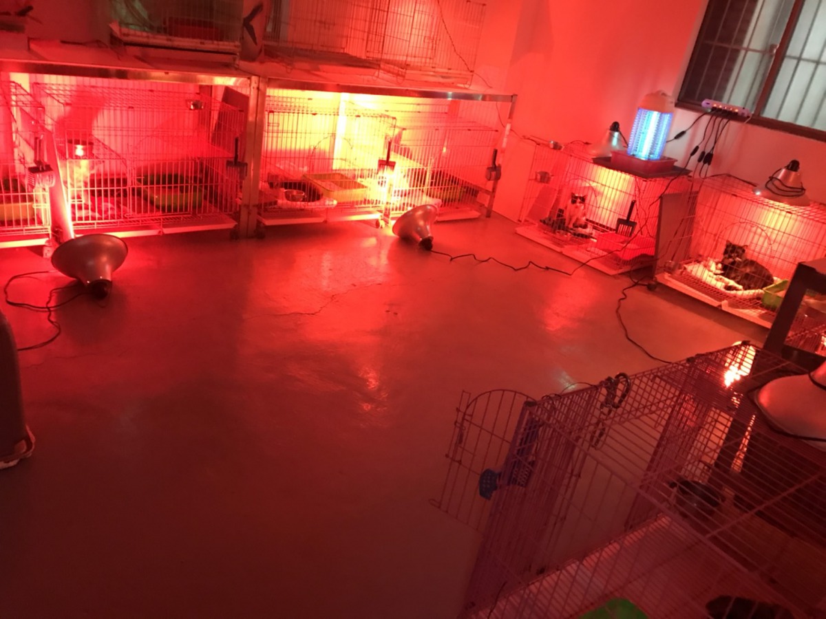 收容所使用保溫燈幫貓咪禦寒。 新北市動保處/提供