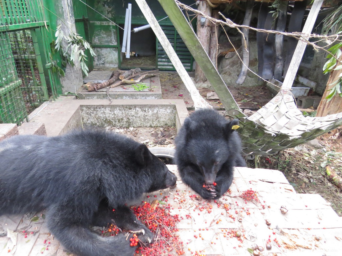 「Mulas」與「Litu」合籠後一起享用美食。 台東林管處/提供