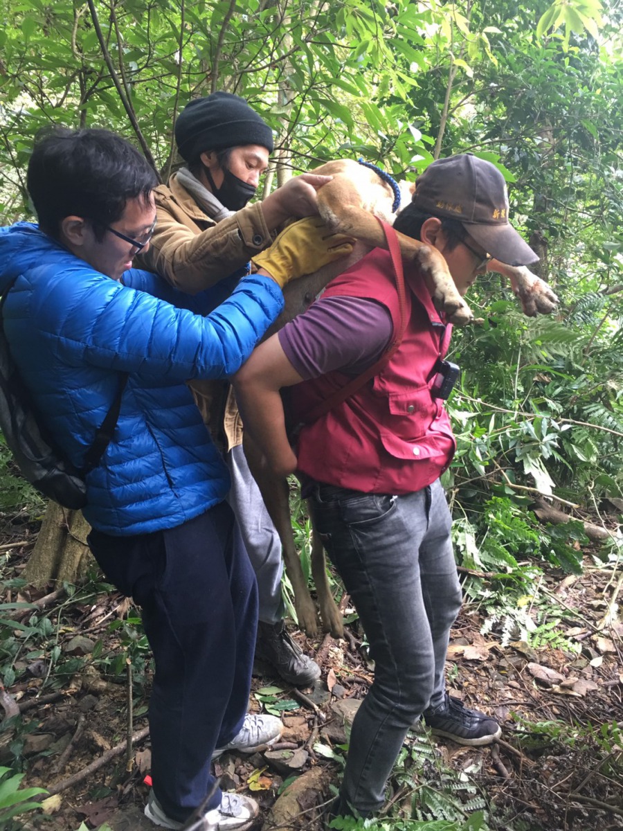 動保員將受傷的浪犬背下山。 新北市動保處/提供
