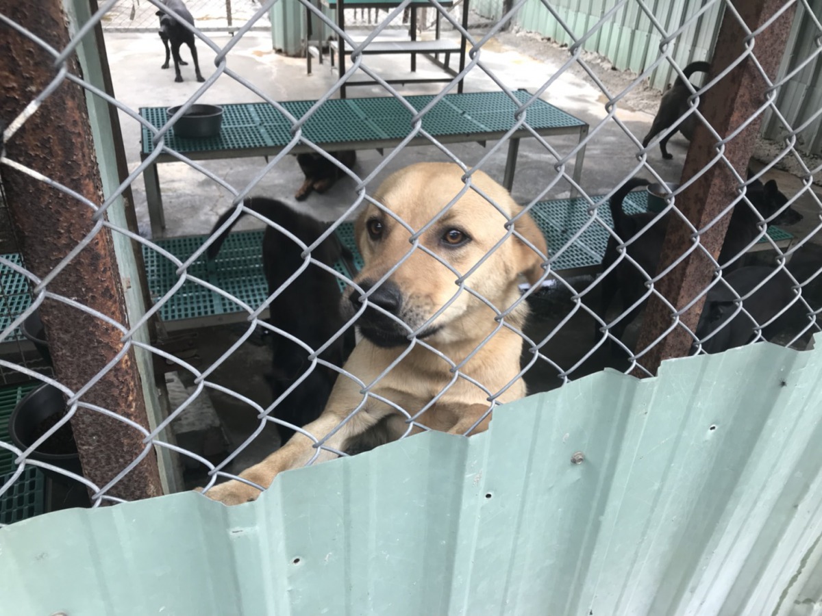 中華民國保護動物協會的八里保育場有近500頭犬隻，在這裡獲得完善的照顧。 姚崇仁/攝
