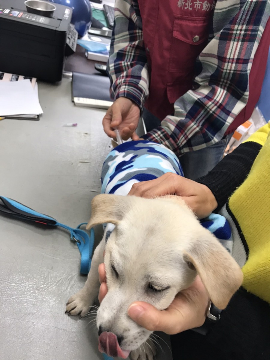 「AKI」乖乖地施打疫苗。 新北市動保處/提供