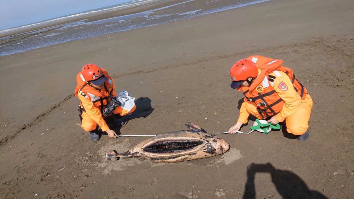 新竹市魚鱗天梯附近沙灘也發現一隻死亡江豚。 第八岸巡隊/提供