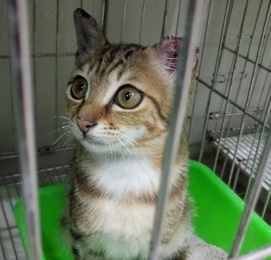 順利脫困的貓咪目前暫時收容在動物之家。 新北市動保處/提供