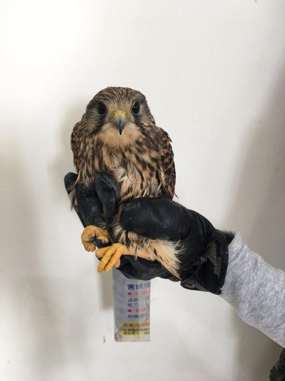 落難的紅隼體態偏瘦,一開始不願意進食。金門國家公園管理處/提供