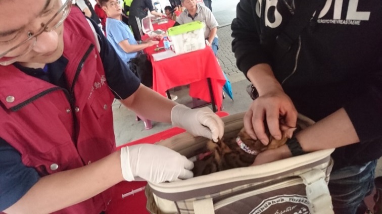 除了狗之外，貓咪也應注射狂犬病疫苗。 新北市動保處/提供