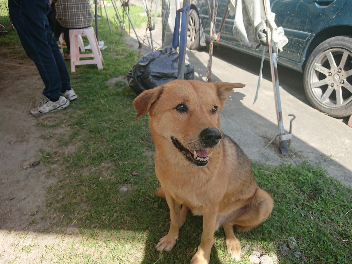 浪犬「蛋白」。 社團法人台南市流浪動物愛護協會/提供