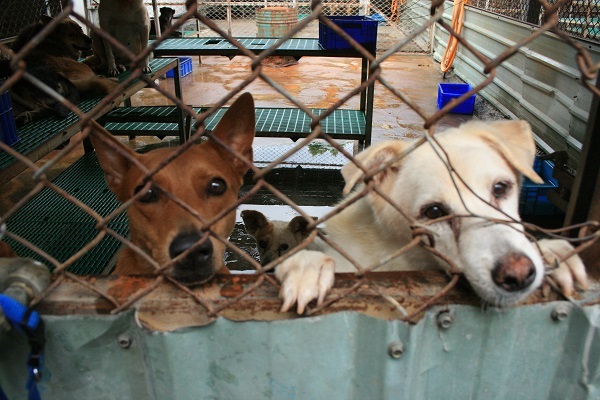 社團法人中華民國保護動物協會的八里保育場給予犬貓完善的照顧。資料照片 中華民國保護動物協會/提供