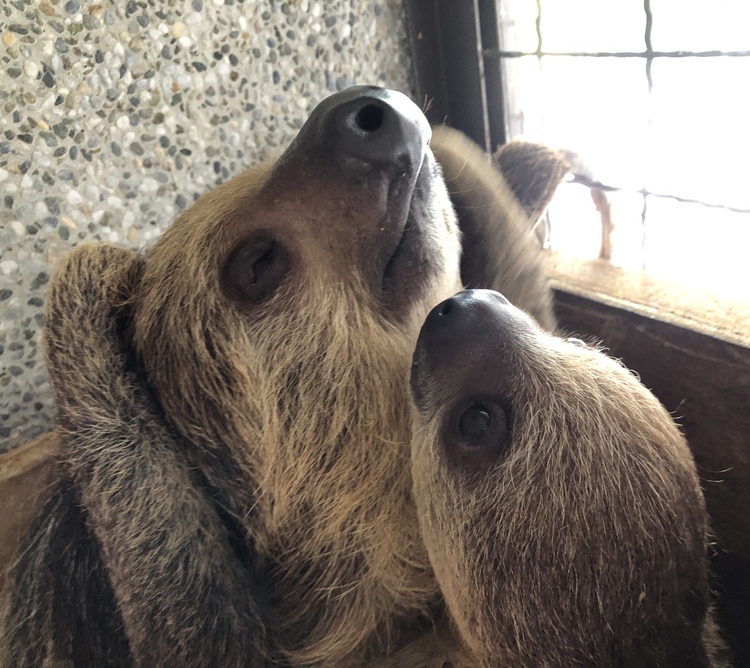 樹獺媽媽「寶貝」與剛出生的「小可愛」溫馨的模樣。 壽山動物園/提供