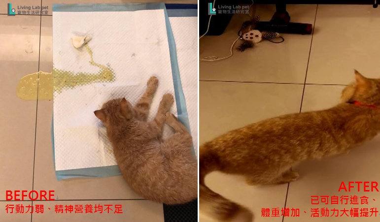 感染腹膜炎的貓咪透過生物共振治療。 全國動物醫院/提供