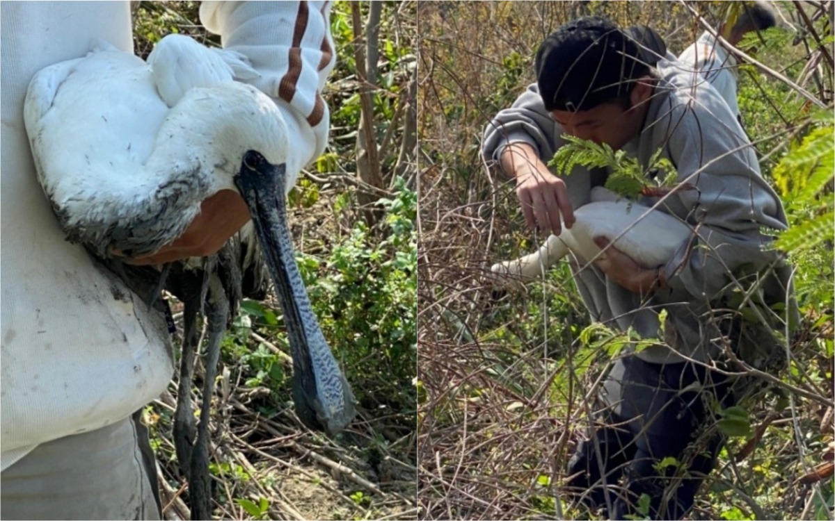 嘉義野鳥學會發現大量黑面琵鷺倒臥在沙灘上。 嘉義縣政府/提供