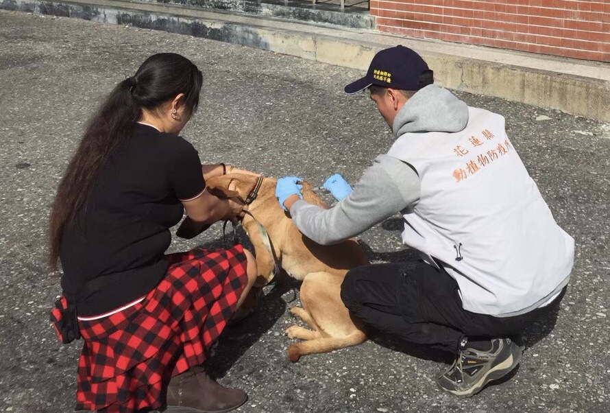 花蓮縣動植物防疫所加強辦理犬貓狂犬病疫苗注射活動。 花蓮縣政府/提供