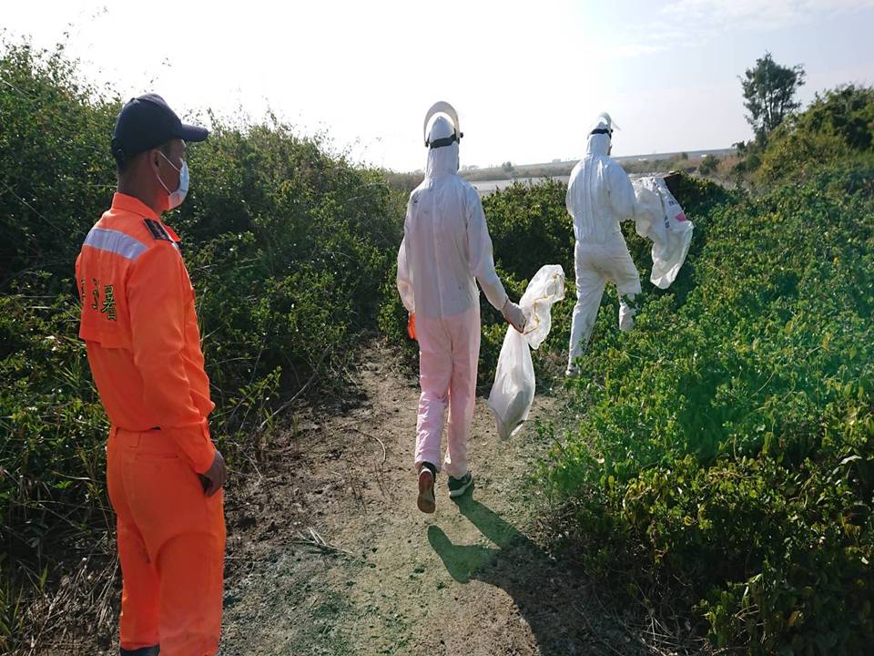 3隻疑似中毒的黑面琵鷺，其中一隻在發現時已經死亡。第四岸巡隊/提供