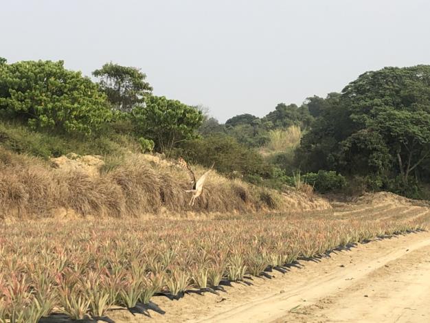 康復後的草鴞再度翱翔於天際。 台南市農業局/提供