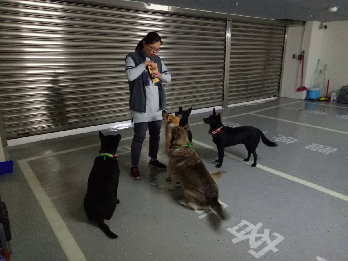 愛媽Amy對六福進行行為訓練,成功說服管委會打造友善動物社區。 新北市動保處/提供