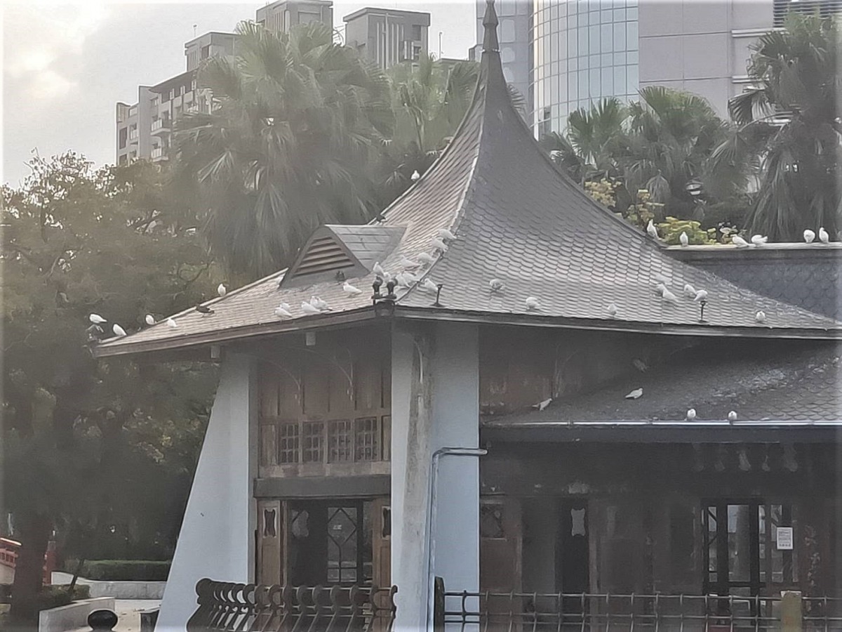 台中公園古蹟湖心亭的屋頂上聚集大量野鴿。 台中市建設局/提供