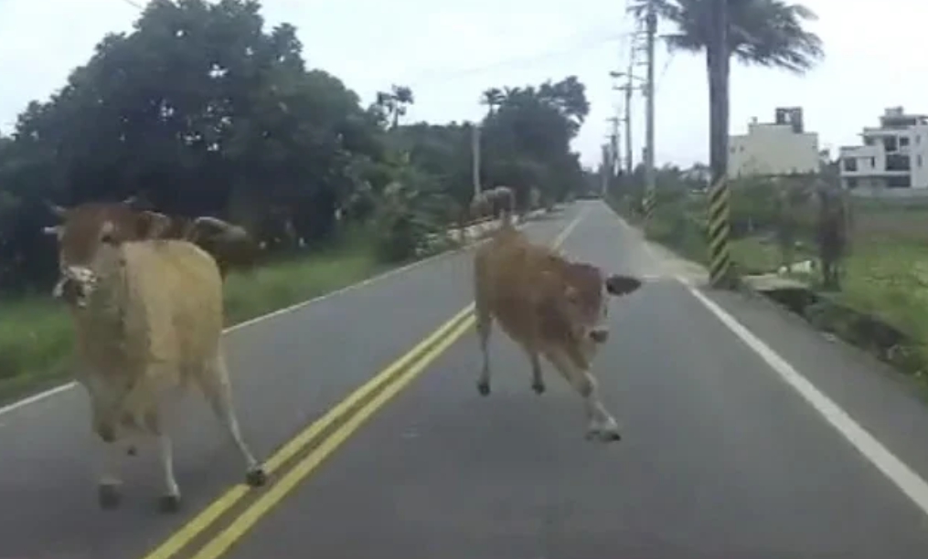 台東縣牛隻跑到馬路上發生車禍的事件頻傳。 示意圖