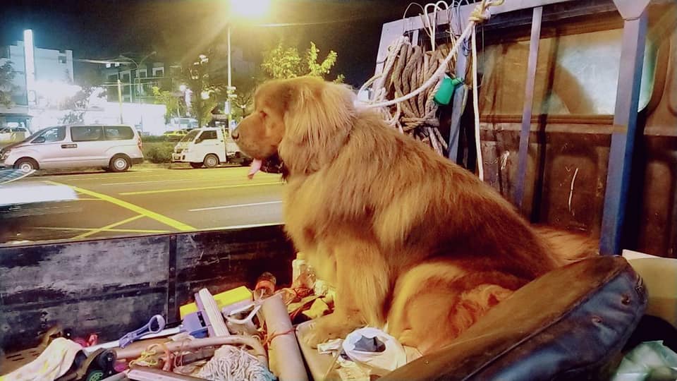 走失獒犬體型龐大,拾獲民眾動用自家的小貨車才順利載運他。鳳山警分局文山派出所/提供