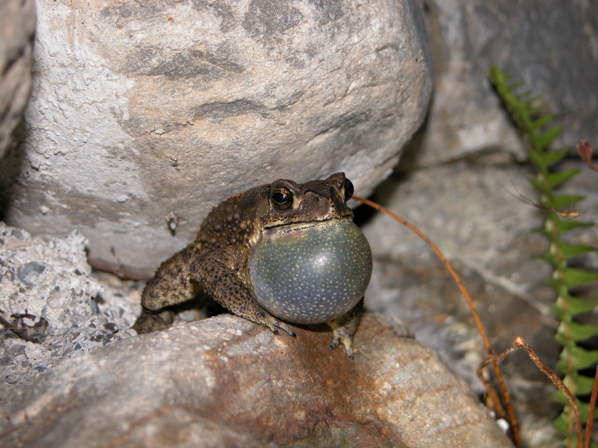 3月~5月間九份二山堰塞湖可以聽到黑眶蟾蜍的叫聲。特生中心/提供(林春富/攝)