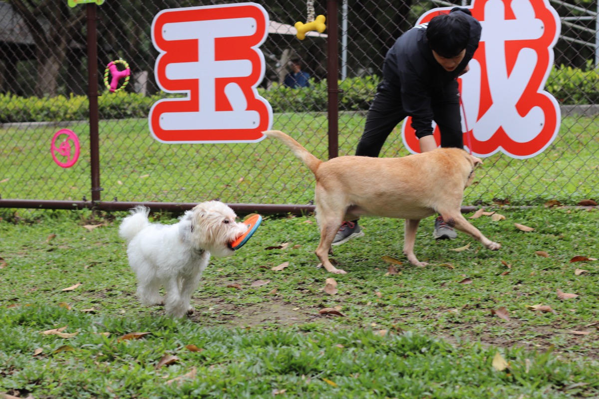 玉成公園狗活動區採大、小犬共同使用。 台北市動保處/提供