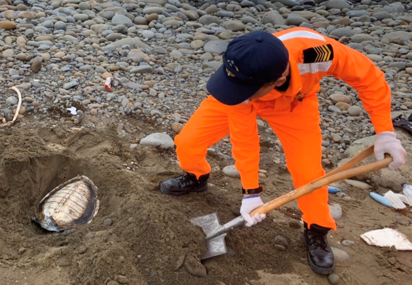 死亡多時的海龜於現場就地掩埋。第六岸巡隊/提供