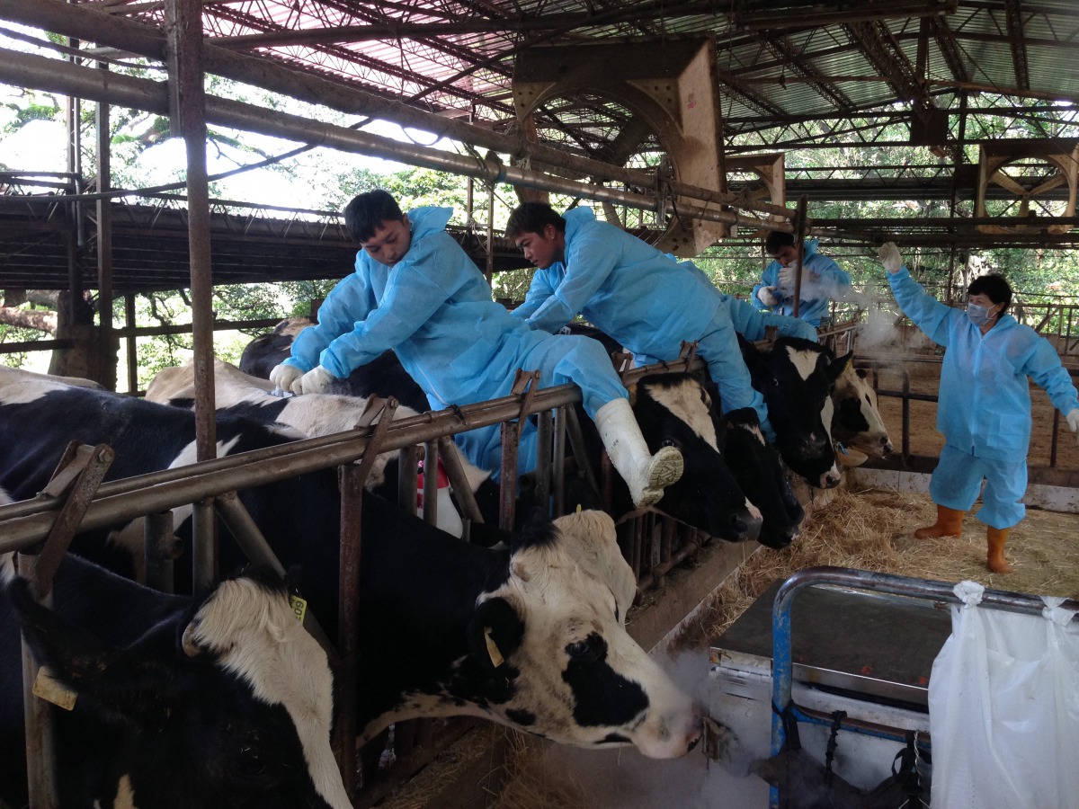 幫牛進行液態氮冷烙印。 新北市動保處/提供